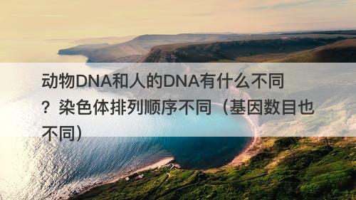 动物DNA和人的DNA有什么不同？染色体排列顺序不同（基因数目也不同）