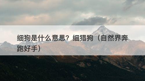 细狗是什么意思？细猎狗（自然界奔跑好手）