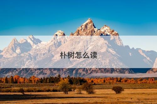 朴树怎么读-图1