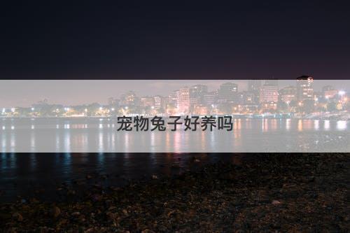 宠物兔子好养吗-图1