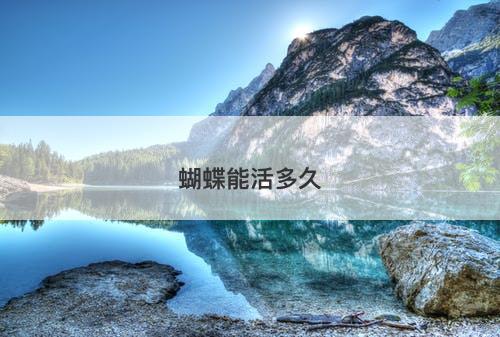 蝴蝶能活多久-图1