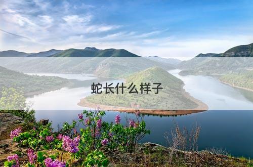 蛇长什么样子-图1