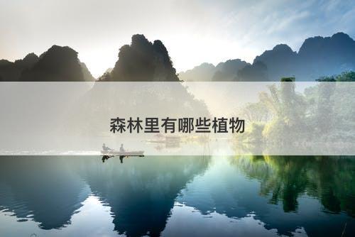 森林里有哪些植物-图1