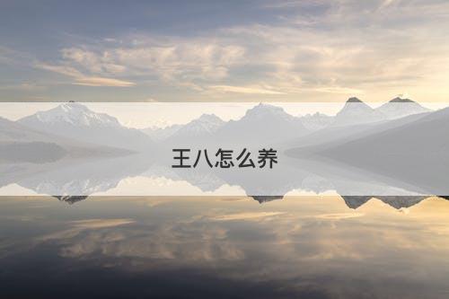 王八怎么养-图1 王八怎么养-图1