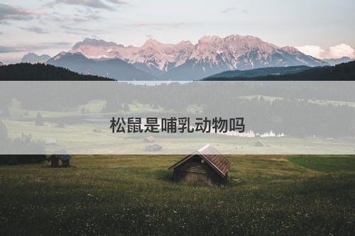 松鼠是哺乳动物吗-图1