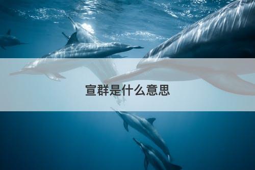 宣群是什么意思-图1