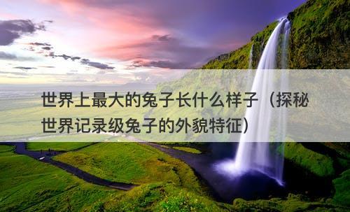 世界上最大的兔子长什么样子(探秘世界记录级兔子的外貌特征)-图1 世界上最大的兔子长什么样子(探秘世界记录级兔子的外貌特征)-图1