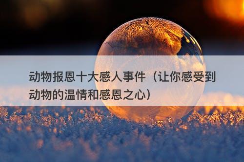 动物报恩十大感人事件（让你感受到动物的温情和感恩之心）