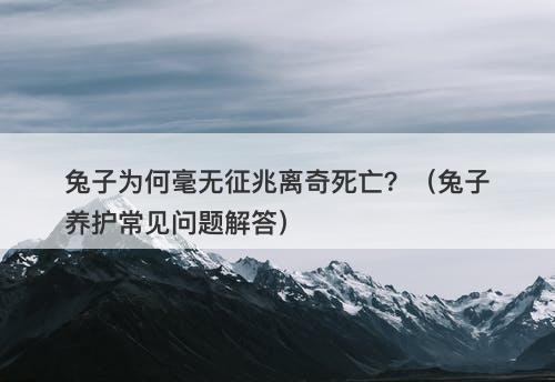 兔子为何毫无征兆离奇死亡？（兔子养护常见问题解答）-图1