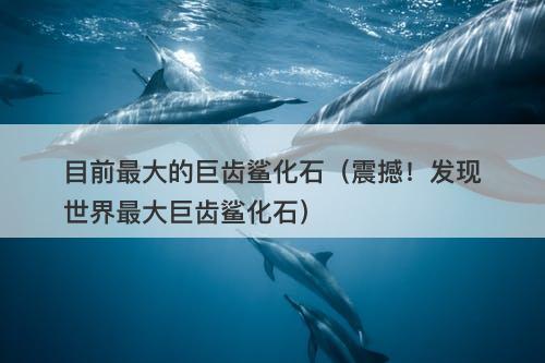 目前最大的巨齿鲨化石（震撼！发现世界最大巨齿鲨化石）-图1