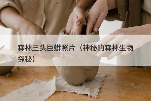 森林三头巨蟒照片（神秘的森林生物探秘）-图1
