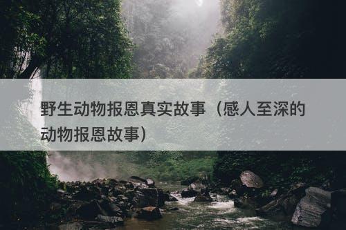 野生动物报恩真实故事(感人至深的动物报恩故事)-图1 野生动物报恩真实故事(感人至深的动物报恩故事)-图1