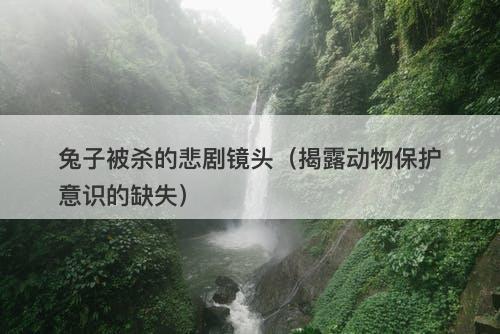兔子被杀的悲剧镜头（揭露动物保护意识的缺失）-图1