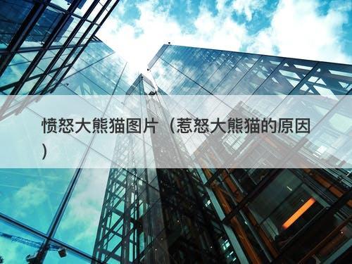 愤怒大熊猫图片（惹怒大熊猫的原因）-图1