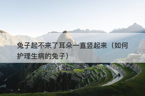 兔子起不来了耳朵一直竖起来（如何护理生病的兔子）-图1