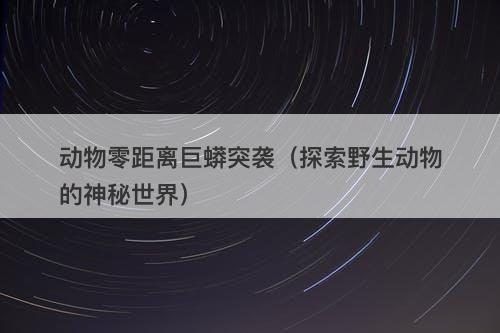 动物零距离巨蟒突袭（探索野生动物的神秘世界）