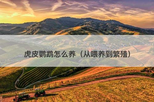 虎皮鹦鹉怎么养（从喂养到繁殖）