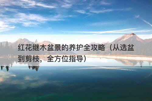 红花继木盆景的养护全攻略（从选盆到剪枝，全方位指导）