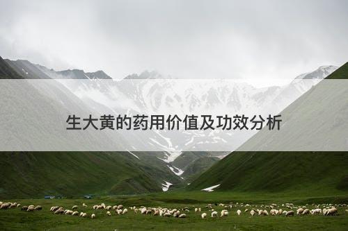生大黄的药用价值及功效分析