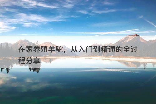 在家养殖羊驼，从入门到精通的全过程分享