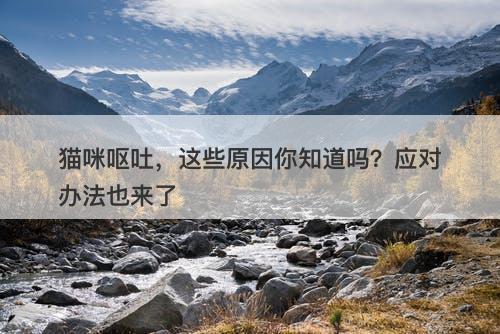 猫咪呕吐，这些原因你知道吗？应对办法也来了