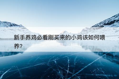 新手养鸡必看刚买来的小鸡该如何喂养？