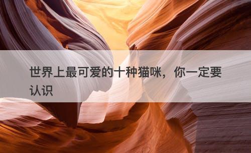 世界上最可爱的十种猫咪，你一定要认识