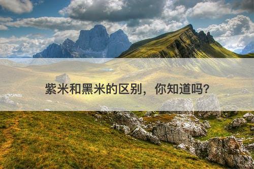 紫米和黑米的区别，你知道吗？