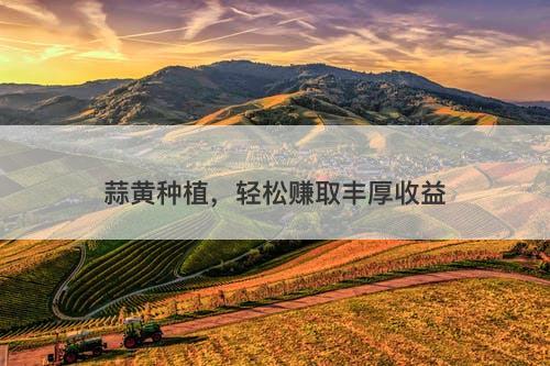 蒜黄种植，轻松赚取丰厚收益