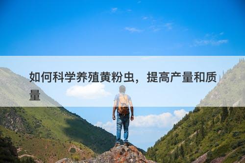 如何科学养殖黄粉虫，提高产量和质量