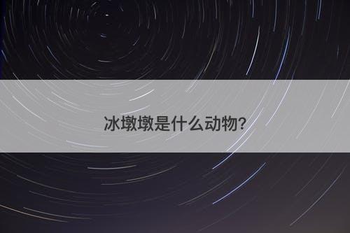 冰墩墩是什么动物？-图1