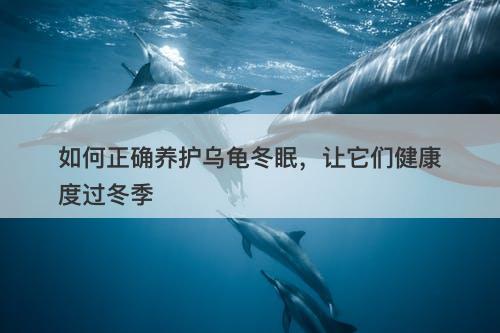 如何正确养护乌龟冬眠，让它们健康度过冬季-图1