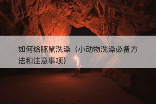 如何给豚鼠洗澡（小动物洗澡必备方法和注意事项）