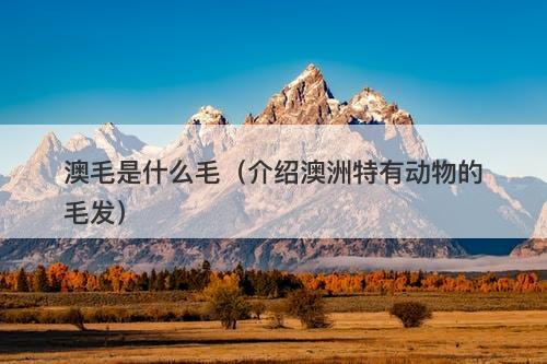 澳毛是什么毛（介绍澳洲特有动物的毛发）