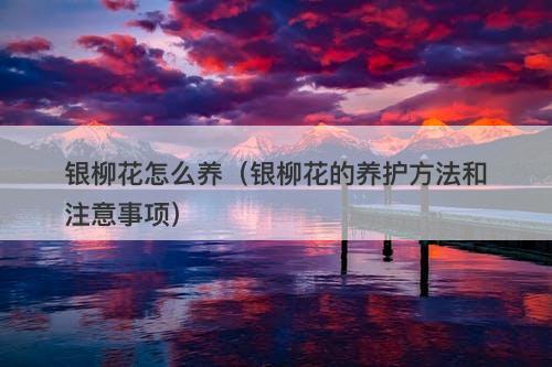银柳花怎么养（银柳花的养护方法和注意事项）