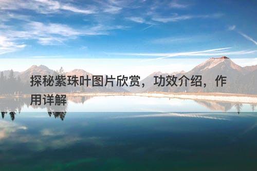 探秘紫珠叶图片欣赏，功效介绍，作用详解