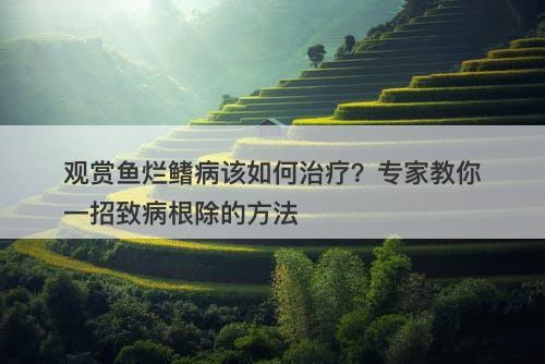 观赏鱼烂鳍病该如何治疗？专家教你一招致病根除的方法