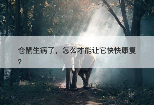 仓鼠生病了，怎么才能让它快快康复？