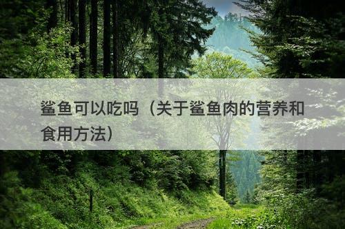 鲨鱼可以吃吗（关于鲨鱼肉的营养和食用方法）