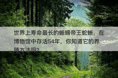 世界上寿命最长的蜥蜴帝王蛇蜥，在博物馆中存活54年，你知道它的养殖方法吗？