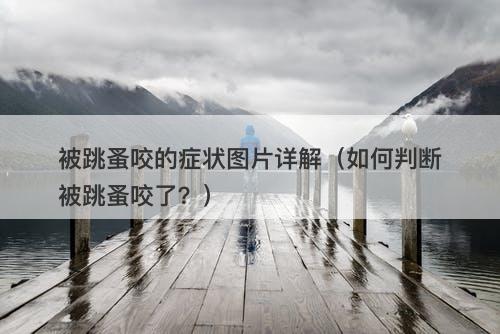 被跳蚤咬的症状图片详解（如何判断被跳蚤咬了？）