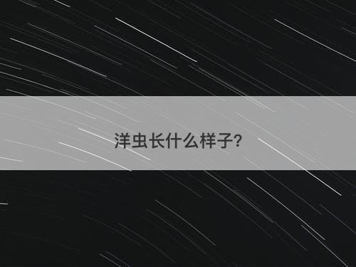 洋虫长什么样子？