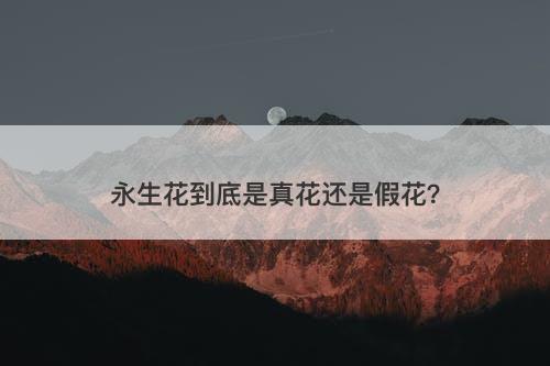 永生花到底是真花还是假花？