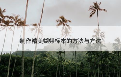 制作精美蝴蝶标本的方法与方法