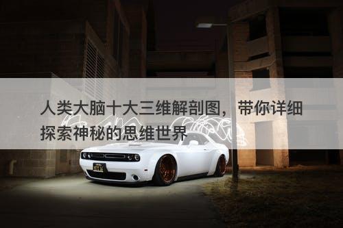 人类大脑十大三维解剖图，带你详细探索神秘的思维世界