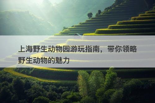 上海野生动物园游玩指南，带你领略野生动物的魅力