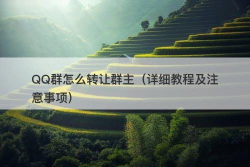 QQ群怎么转让群主（详细教程及注意事项）