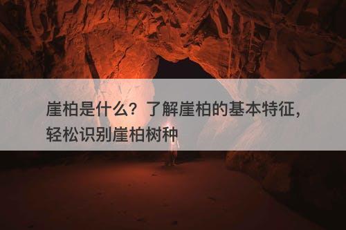 崖柏是什么？了解崖柏的基本特征，轻松识别崖柏树种