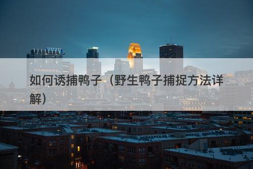 如何诱捕鸭子（野生鸭子捕捉方法详解）