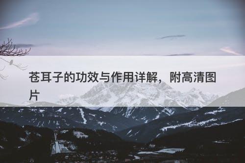 苍耳子的功效与作用详解，附高清图片